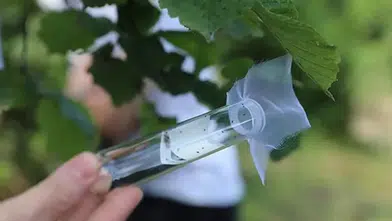 2 milyona yakın samuray arısı kahverengi kokarcaya için doğaya salındı