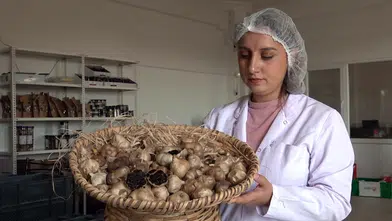 Coğrafi işaretli Taşköprü sarımsağından siyah püre üretti