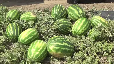 Muş'ta 230 bin ton karpuz üretilmesi bekleniyor