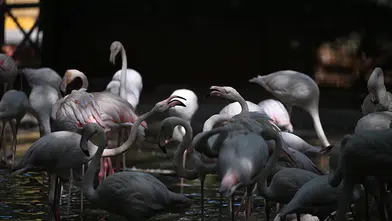 Gaziantep Doğal Yaşam Parkı'ndaki flamingo sayısı 52'ye ulaştı