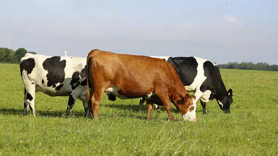 GEKİS ile her büyükbaş hayvanın dijital bir kimliği olacak