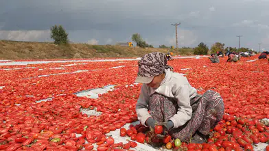 Türkiye’de kurutulan domatesler yurt dışından talep görüyor