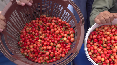 2026 yılının ilk kiraz hasadı başladı