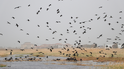 Koruma altındaki Milleyha Sulak Alanı göçmen kuşların uğrak noktası