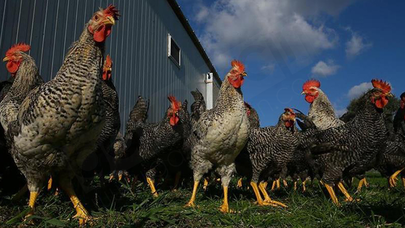 Türkiye, kuş gribinde arilik statüsünü yeniden kazandı