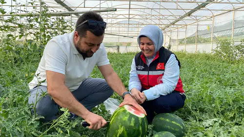 Seralarda yetiştirilen sezonun ilk karpuzları hasat ediliyor