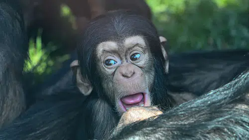 Gaziantep Doğal Yaşam Parkı'nda dünyaya gelen yavru şempanze ilgi odağı oldu