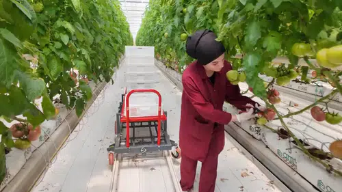 Topraksız tarım yöntemiyle yetiştirilen domatesin hasadı yapıldı