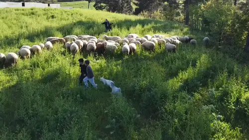 Minik çobanlar yetiştirdikleri kuzu ve oğlaklarla dereceye girmek için yarışacak