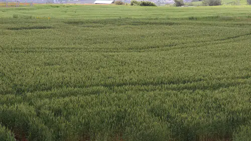 Çiftçiler artan yağışların etkisiyle buğdaydan yüksek verim bekliyor