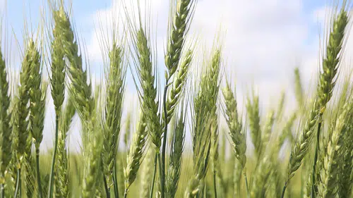 Kuraklığa karşı erken ekim çözümü öne çıkıyor