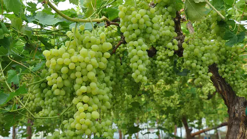 Örtü altında üzüm hasadı başladı