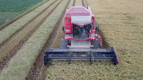 Çeltiğin babası kuraklığa ve hastalıklara dayanıklı 3 çeşit daha geliştirdi