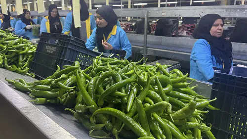 Türkiye'nin biber ihracatının yüzde 74'ü Batı Akdeniz'den