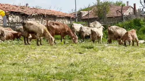 Türkiye'de ıslah projeleri yerli keçi ırklarında sayıyı artırıyor