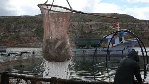Barajlardaki su seviyesinde yaşanan artış balıkçılara umut oldu