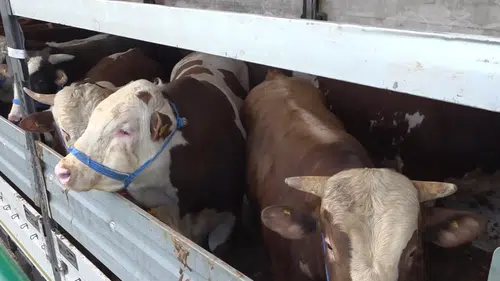 Batı illerine gönderilen kurbanlıklar sıkı kontrolden geçiriliyor