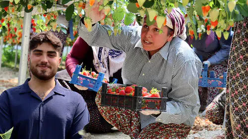 Çilek üretimini yapay zekayla buluşturan genç, ilk hasadıyla ihracata açıldı