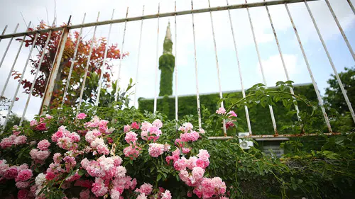 Sarmaşık kaplı cami baharın gelişiyle yeşil görünüme kavuştu