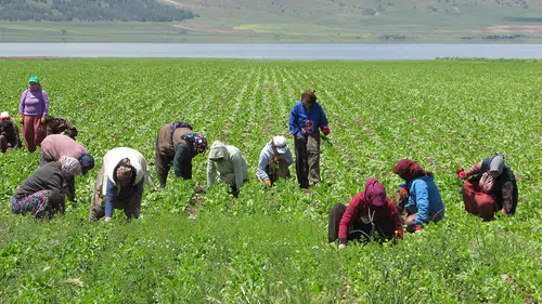 Tarım işçilerinin 2026 yılı yevmiyeleri belirlendi