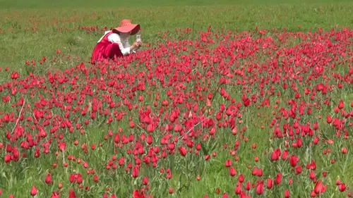 Yayılış alanı daralan Muş lalesi bilim insanlarının takibinde