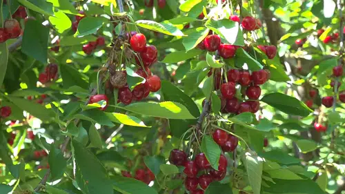 Bu yıl 50 bin ton kiraz rekoltesi bekleniyor