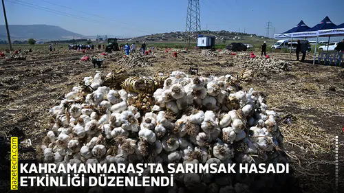 Kahramanmaraş'ta sarımsak hasadı etkinliği düzenlendi