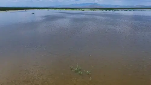 Nasreddin Hoca'nın maya çaldığı Akşehir Gölü su tuttu