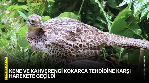Kene ve kahverengi kokarca tehdidine karşı harekete geçildi