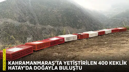 Kahramanmaraş'ta yetiştirilen 400 keklik Hatay'da doğayla buluştu