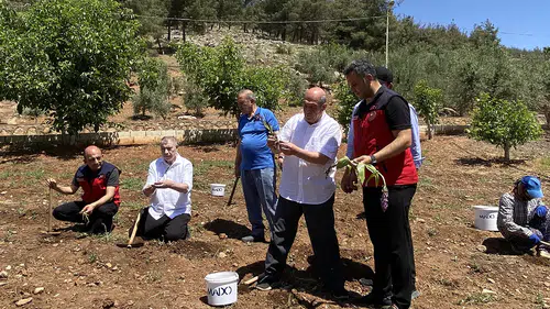Maraş dondurmasına lezzet veren salebin hasadı yapıldı