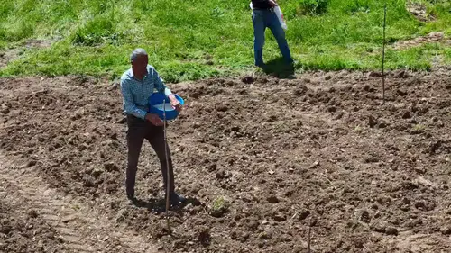 Yedisu horoz kuru fasulyesinin üretimi için ata tohumları toprakla buluşuyor