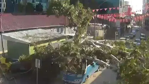 Durakta yolcu alan halk otobüsünün üzerine ağaç devrildi