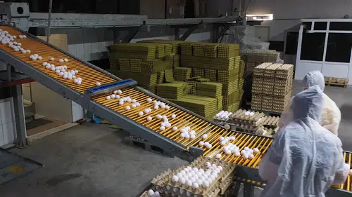 Kuş gribi Avrupa'nın yumurta talebini Türkiye'ye taşıdı