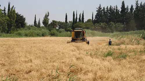 Etkili olan yağışlar hububat rekoltesini yükseltti