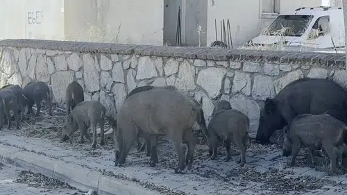 Yerleşim alanına inen yaban domuzu sürüsü böyle görüntülendi
