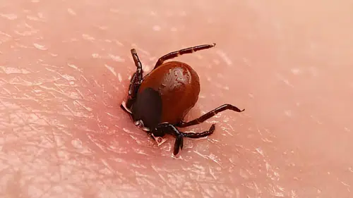 Kene şüphesiyle bir kişi daha hayatını kaybetti