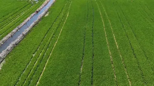 Edirne'de çeltik üretim alanı 500 bin dekara ulaştı