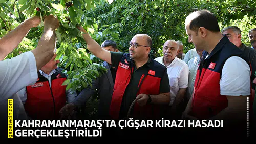 Kahramanmaraş'ta Çığşar kirazı hasadı gerçekleştirildi