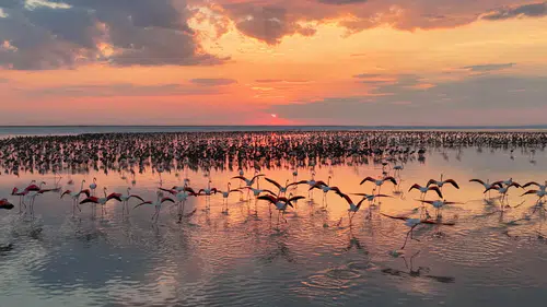 12 bin 800 yavru flamingo Tuz Gölü’nde yaşam buldu