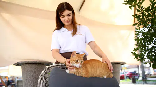 Esnafın evi ve iş yeri sahipsiz kedilerin güvenli limanı oldu
