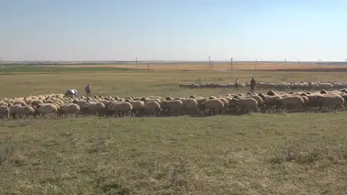 Hayvan varlığı 400 bini aşan TİGEM'den damızlık desteği