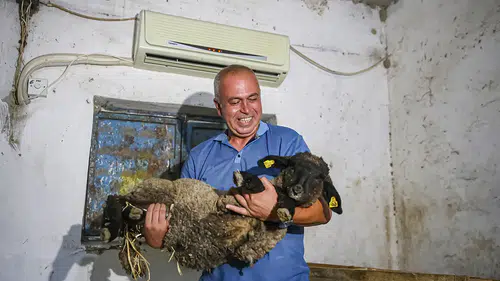 Adanalı besici sıcaktan etkilenen koyunlarını klimalı ahırda serinletiyor