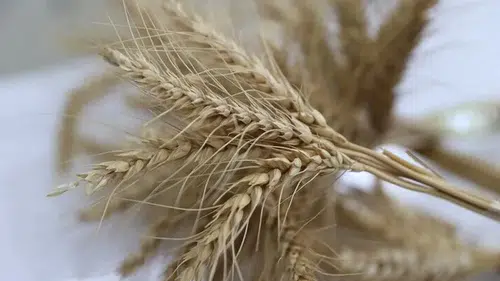 Türkiye'de geliştirilen "Serince" buğdayında ihracata hazırlanılıyor
