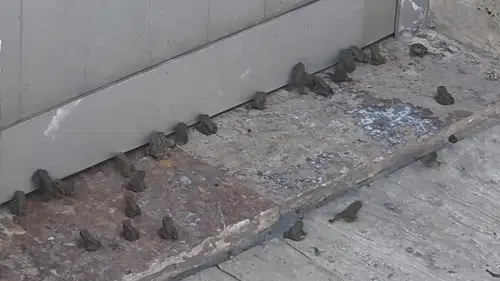 Sağanak sonrası kara yolunu kurbağalar bastı