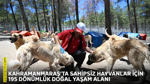 Kahramanmaraş'ta sahipsiz hayvanlar için 195 dönümlük doğal yaşam alanı