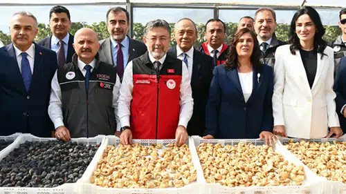 Türkiye, dünya incir üretiminde yüzde 28'lik oranla birinci sırada
