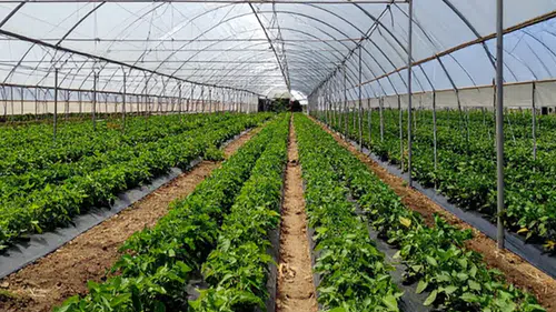Karataş’a 1,2 milyar liralık sera yatırımı!