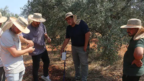 Kooperatif kuran doktorlar zeytin verimi için yapay zekadan destek alıyor