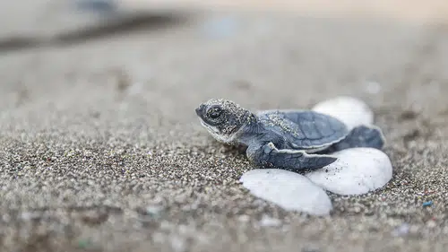 Deniz kaplumbağası yavruları mavi sularla buluşuyor